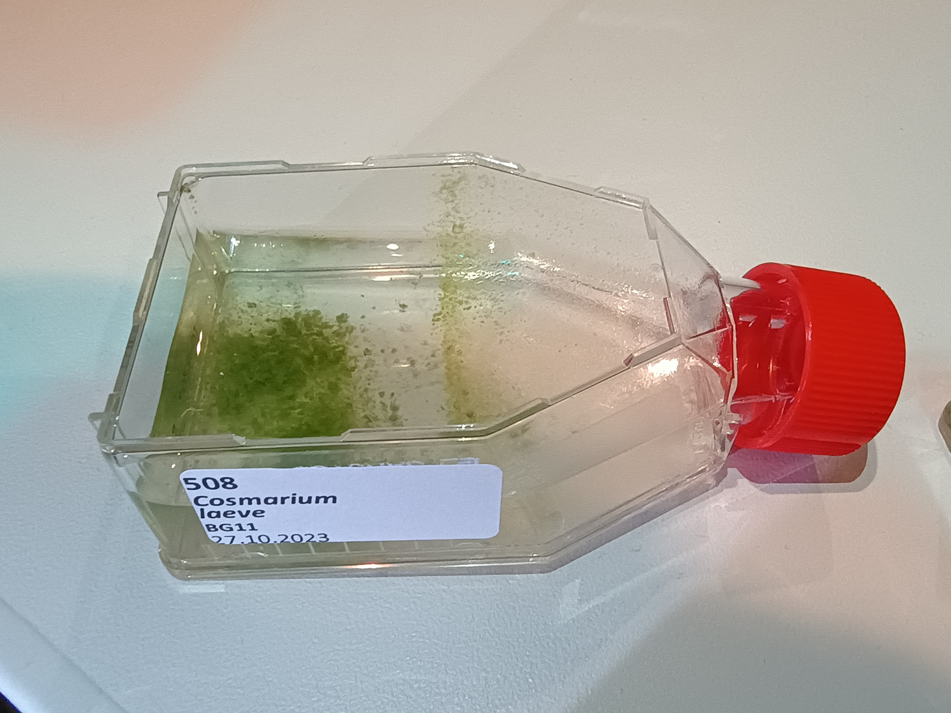 Cosmarium laeve