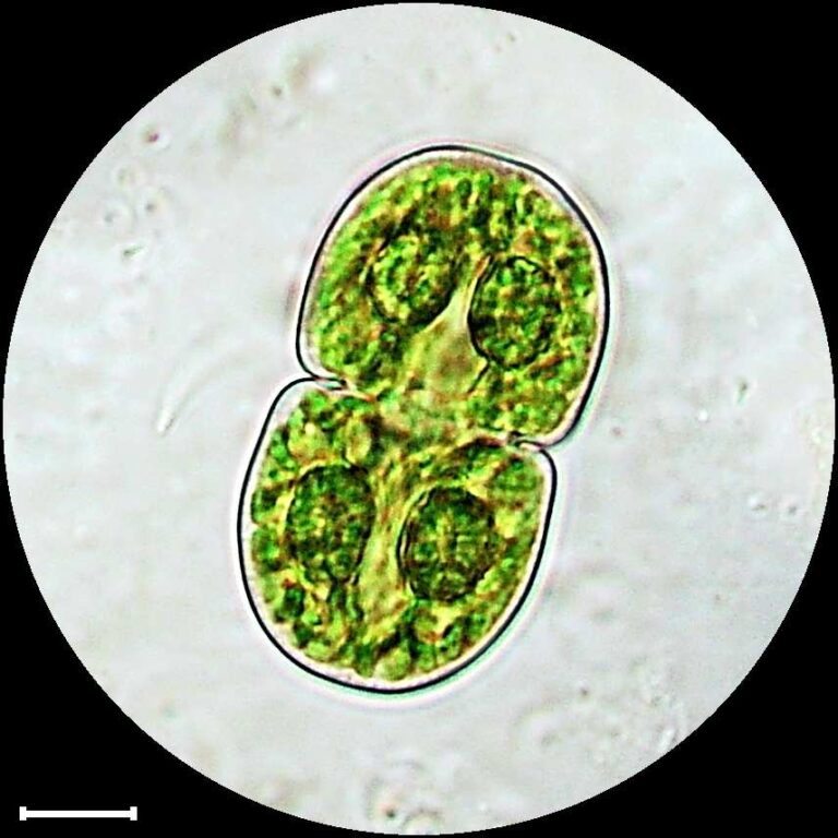 Cosmarium quadratum