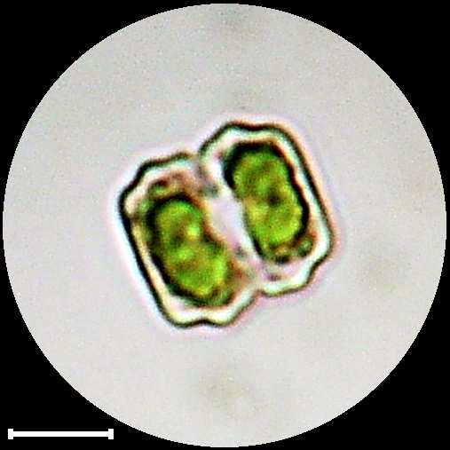 Cosmarium regnellii