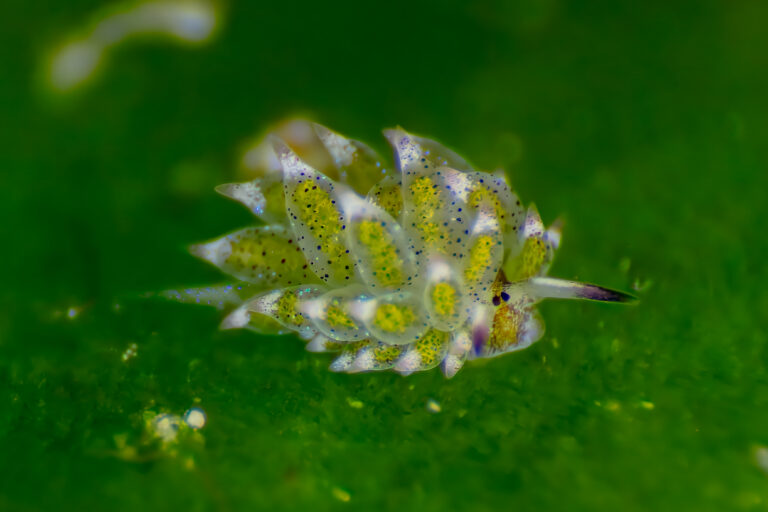 Costasiella kuroshimae (Costasiella kuroshimae)