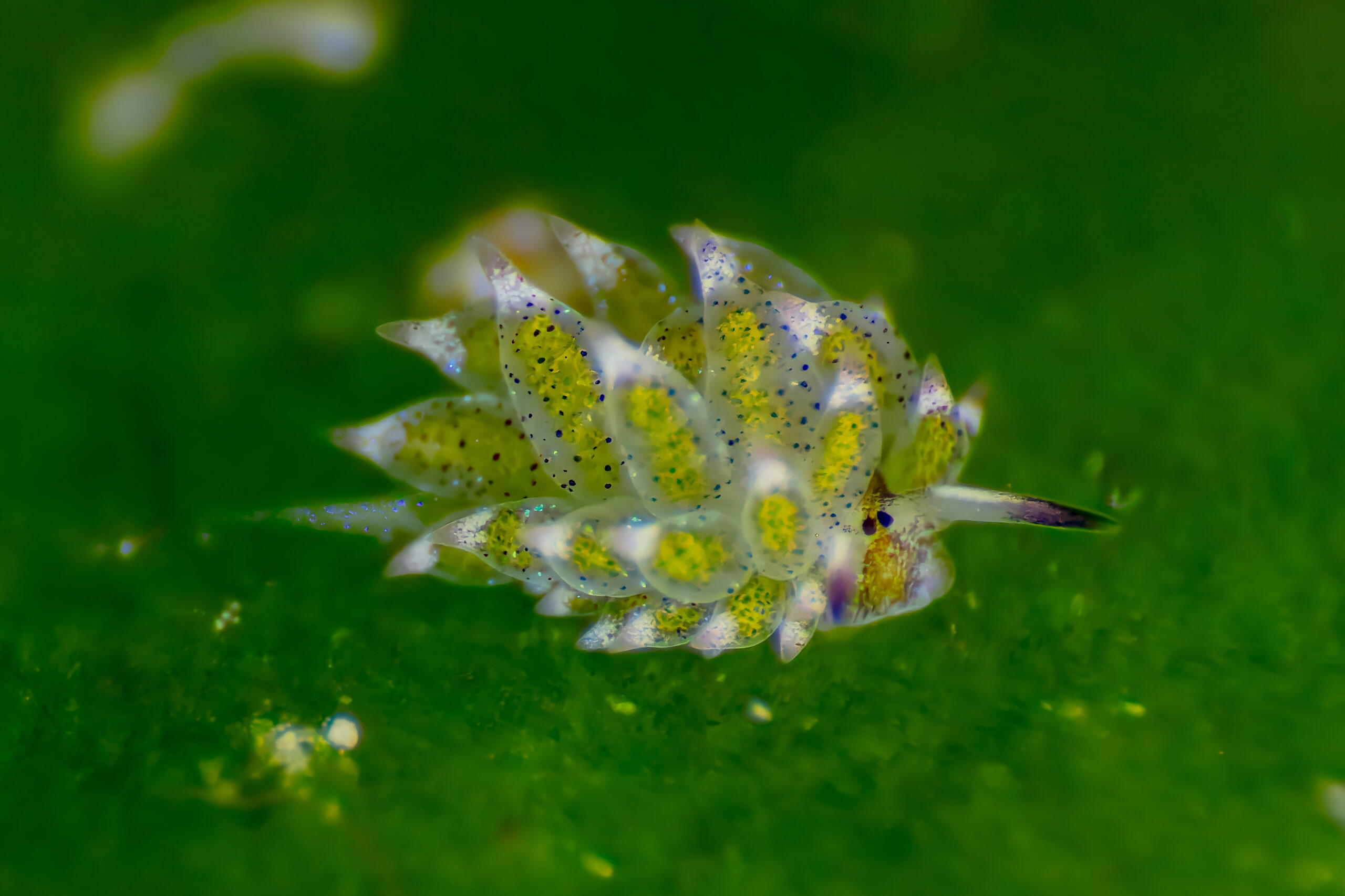 Costasiella kuroshimae (Costasiella kuroshimae)