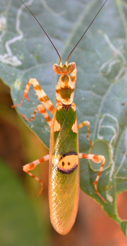 Creobroter gemmatus Creobroter gemmatus (Creobroter gemmatus)