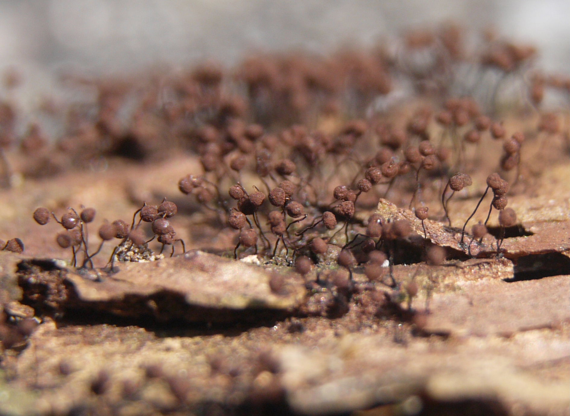 Cribraria cancellata