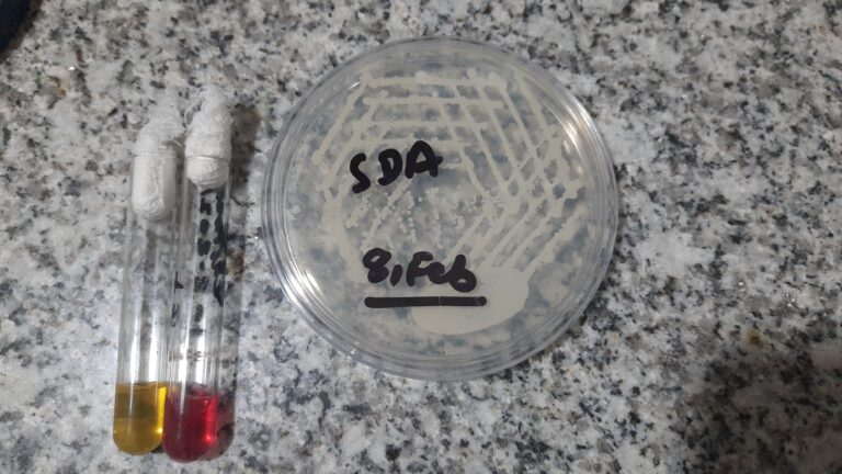 Cryptococcus neoformans