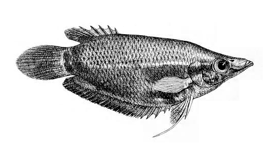 Ctenops nobilis