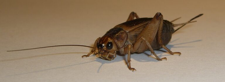 cvrček banánový cvrček banánový (Gryllus assimilis)