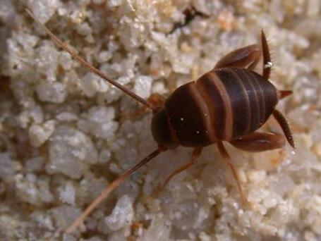 cvrčík mravenčí cvrčík mravenčí (Myrmecophilus acervorum)