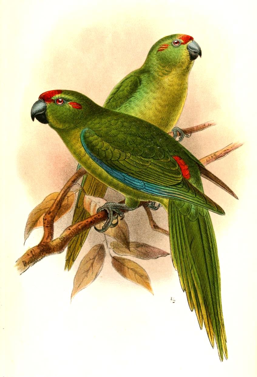 Cyanoramphus subflavescens