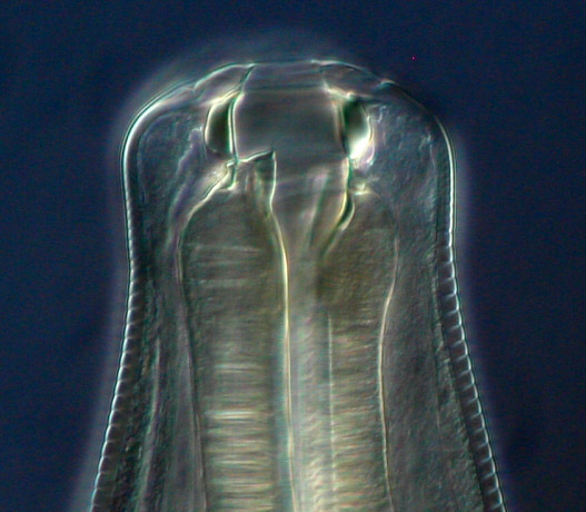 Cyathostomum catinatum