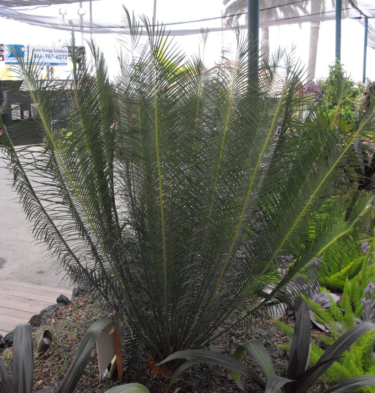 Cycas panzhihuaensis