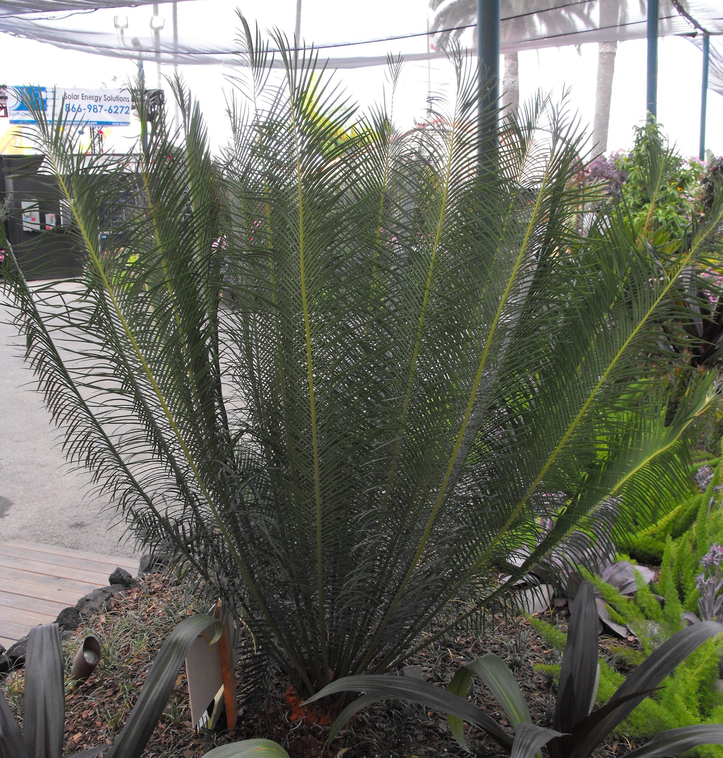 Cycas panzhihuaensis