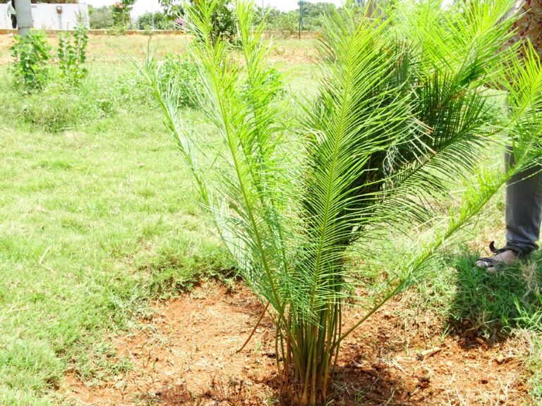 Cykas Beddomův (Cycas beddomei)