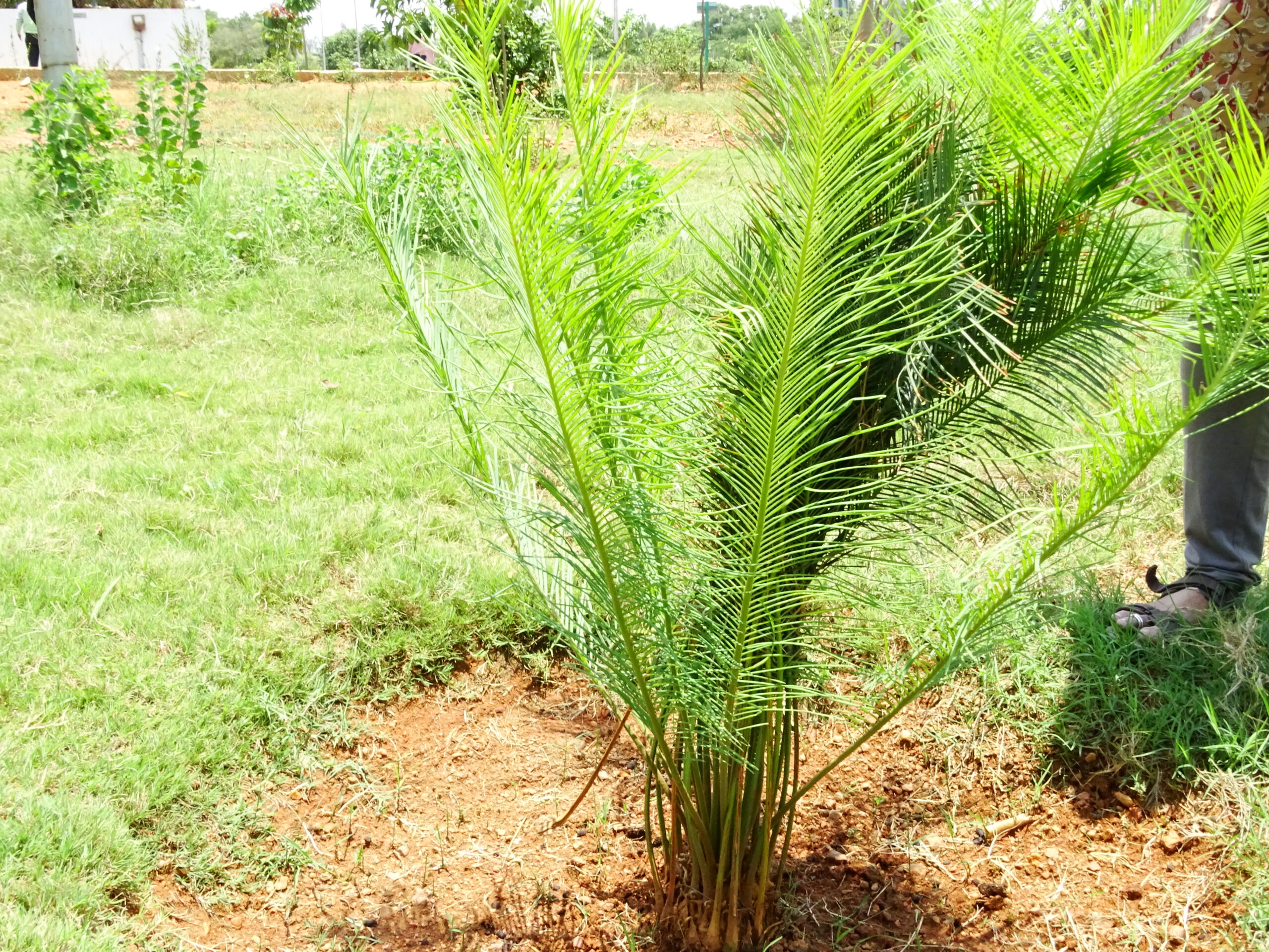 Cykas Beddomův (Cycas beddomei)