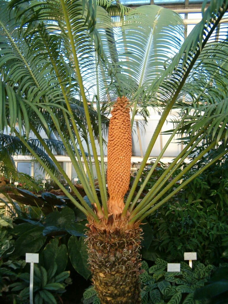 cykas Rumpfův (Cycas rumphii)