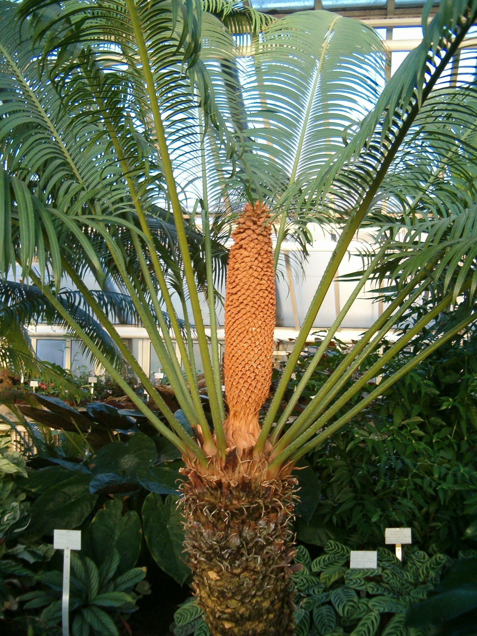 cykas Rumpfův (Cycas rumphii)