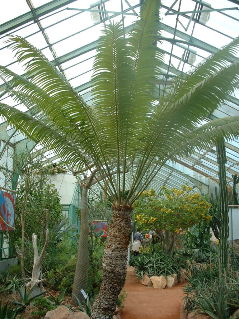cykas Thouarsův (Cycas thouarsii)