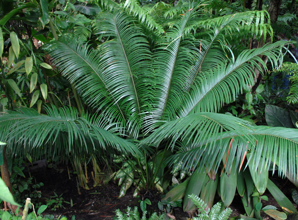 cykas Wadeův (Cycas wadei)