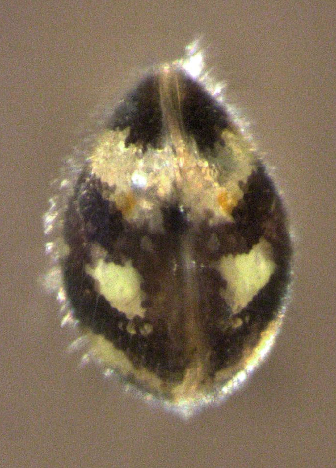 Cypridopsis vidua