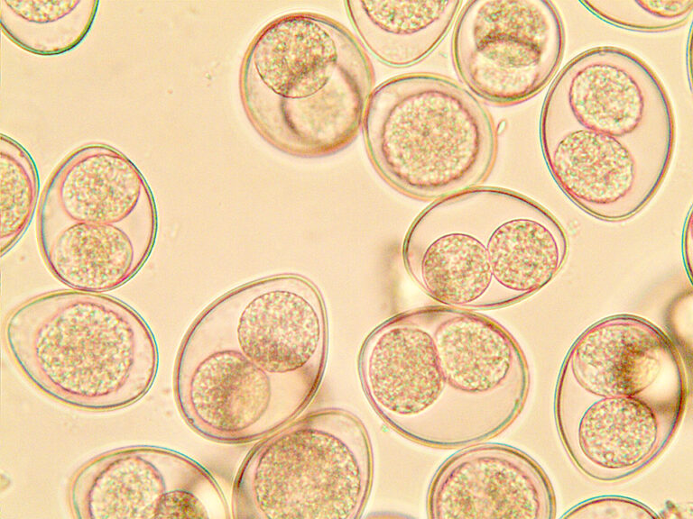 Cystoisospora felis