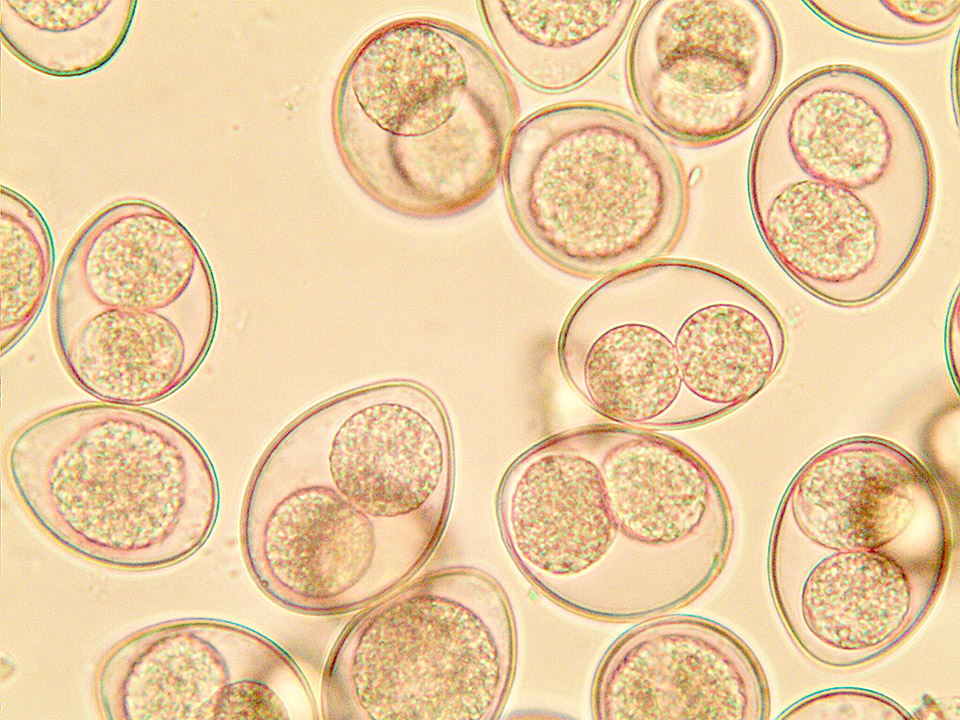 Cystoisospora felis