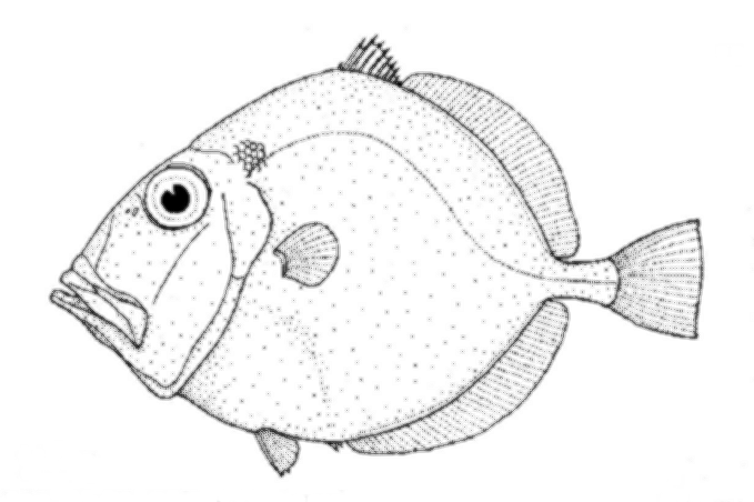 Cytus Traversův (Cyttus traversi)