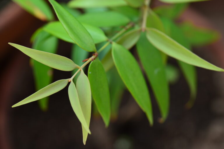 damaroň filipínská (Agathis philippinensis)