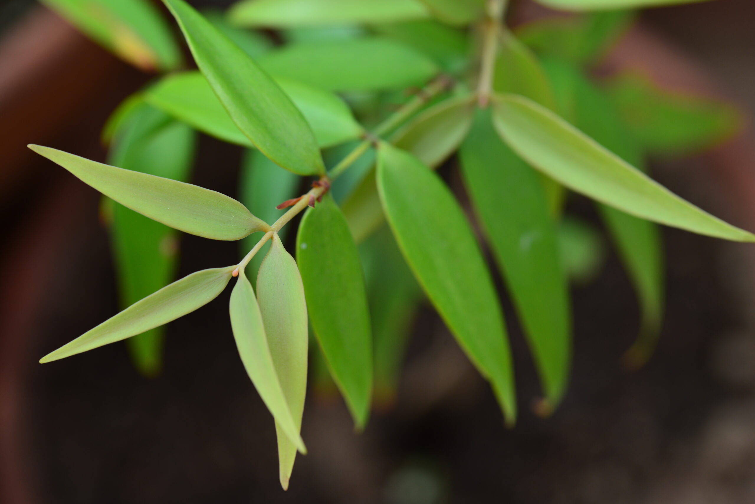 damaroň filipínská (Agathis philippinensis)