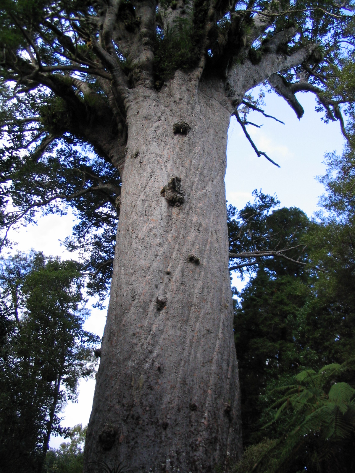 Damaroň jižní (Agathis australis), kauri