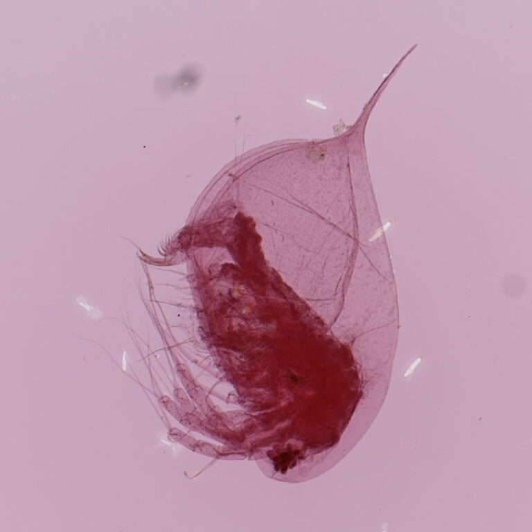 Daphnia ambigua Daphnia ambigua