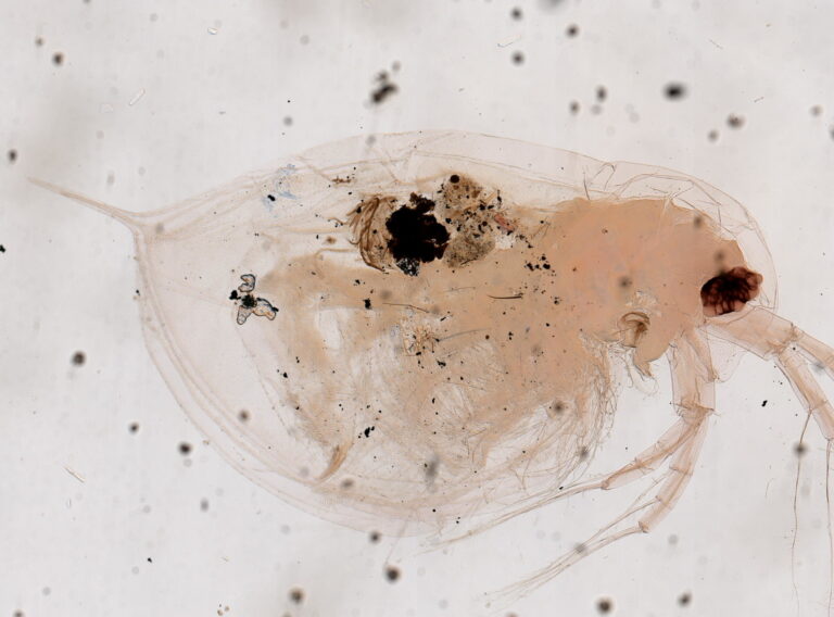 Daphnia barbata Daphnia barbata