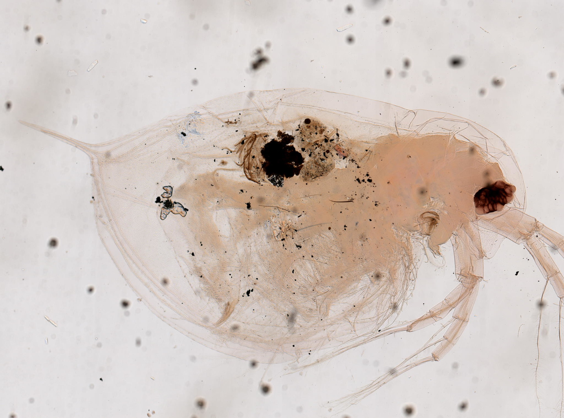 Daphnia barbata