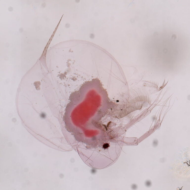 Daphnia catawba