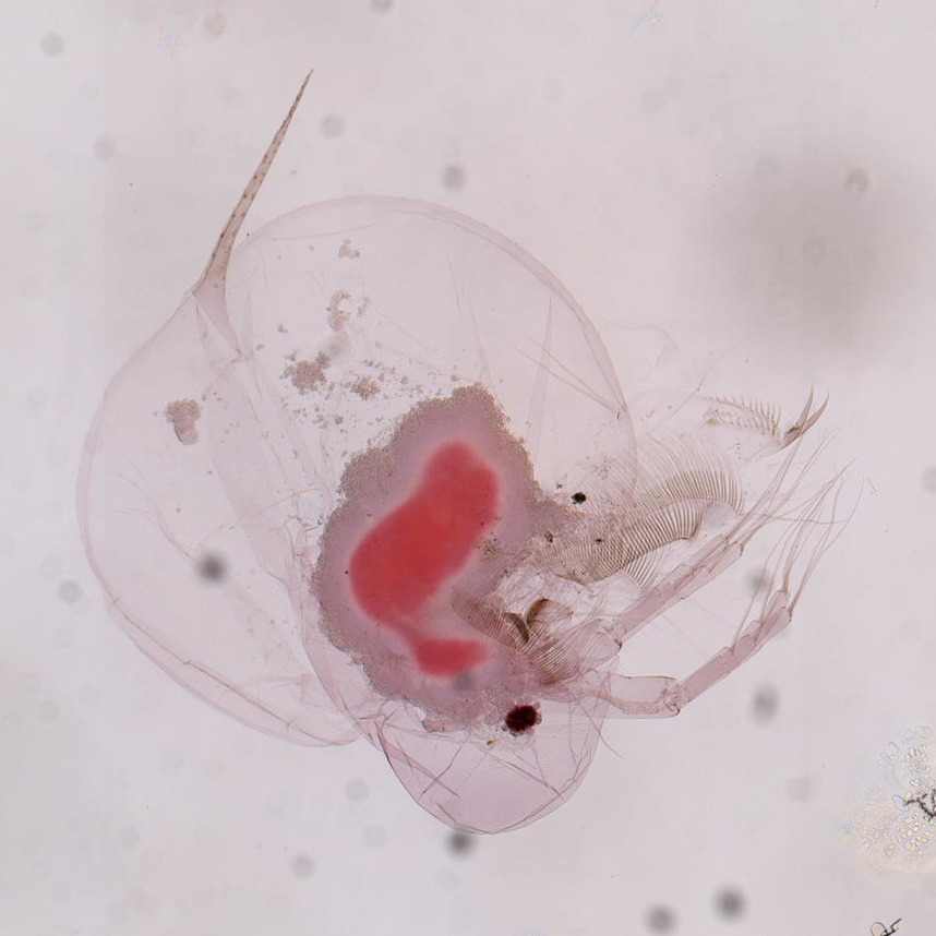 Daphnia catawba