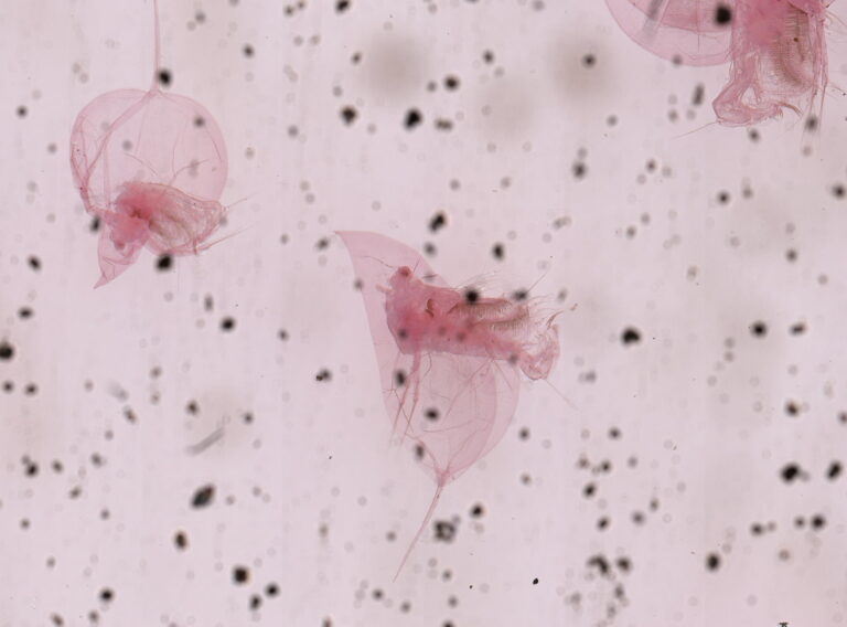 Daphnia dubia