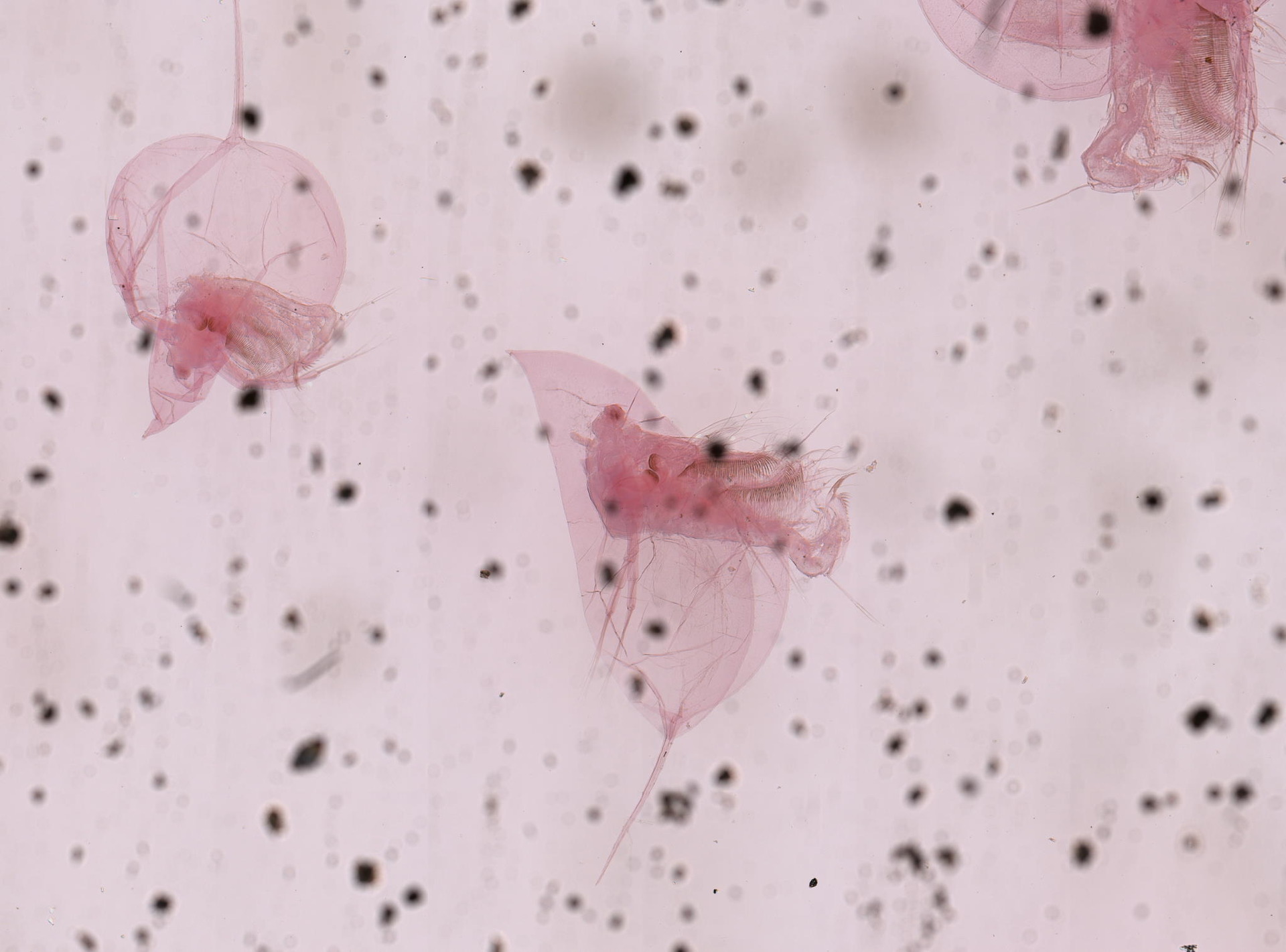 Daphnia dubia