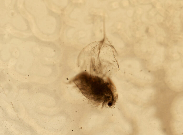 Daphnia galeata Daphnia galeata