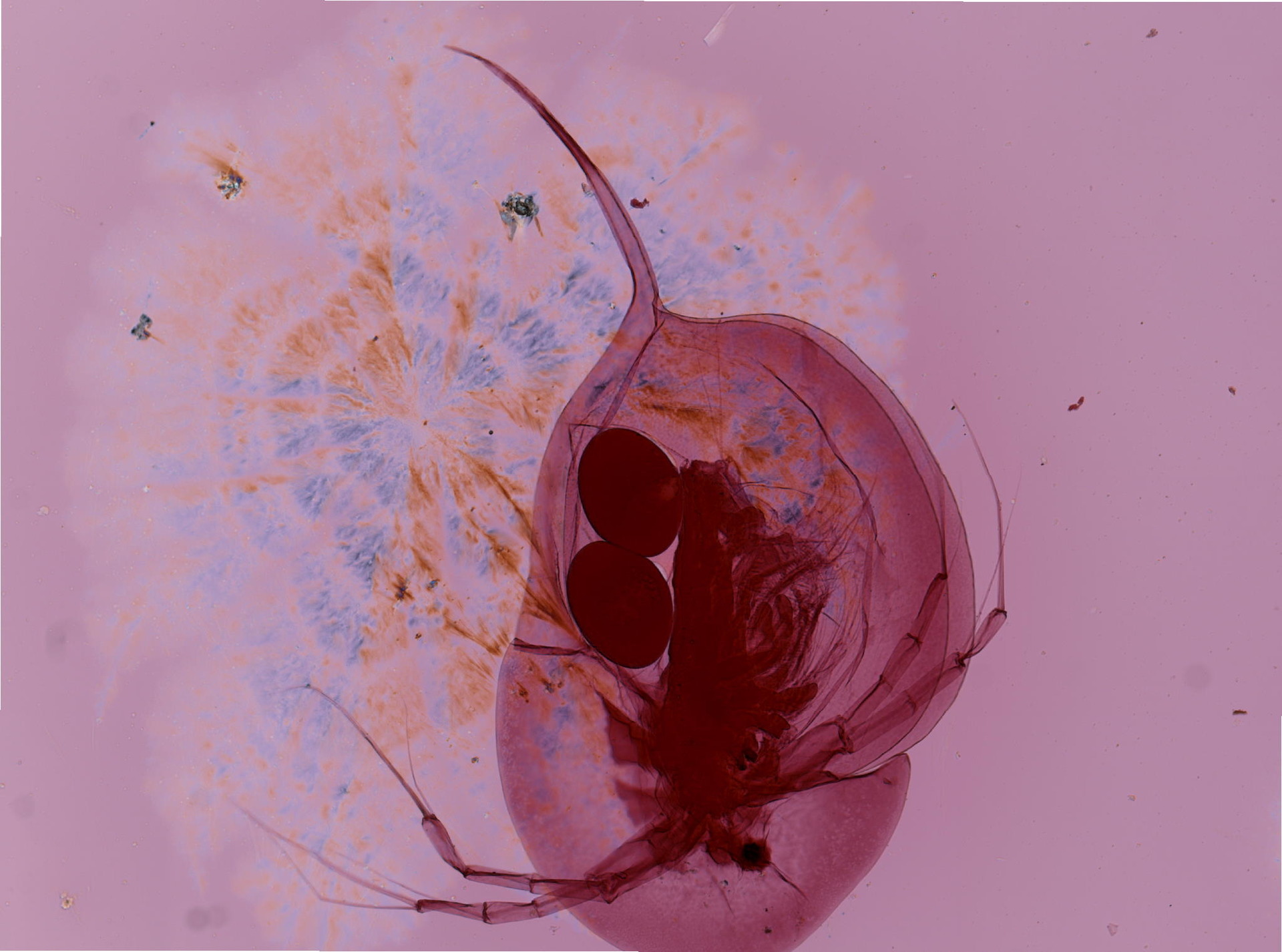 Daphnia longiremis