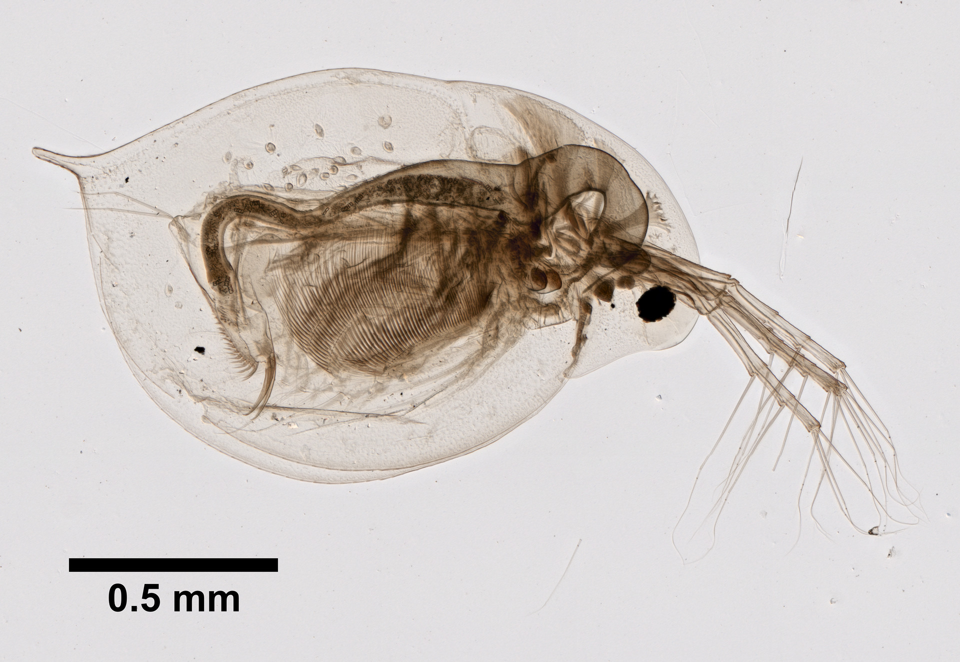 Daphnia longispina