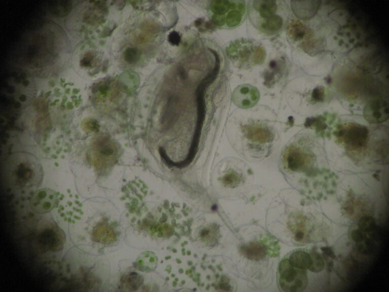Daphnia lumholtzi