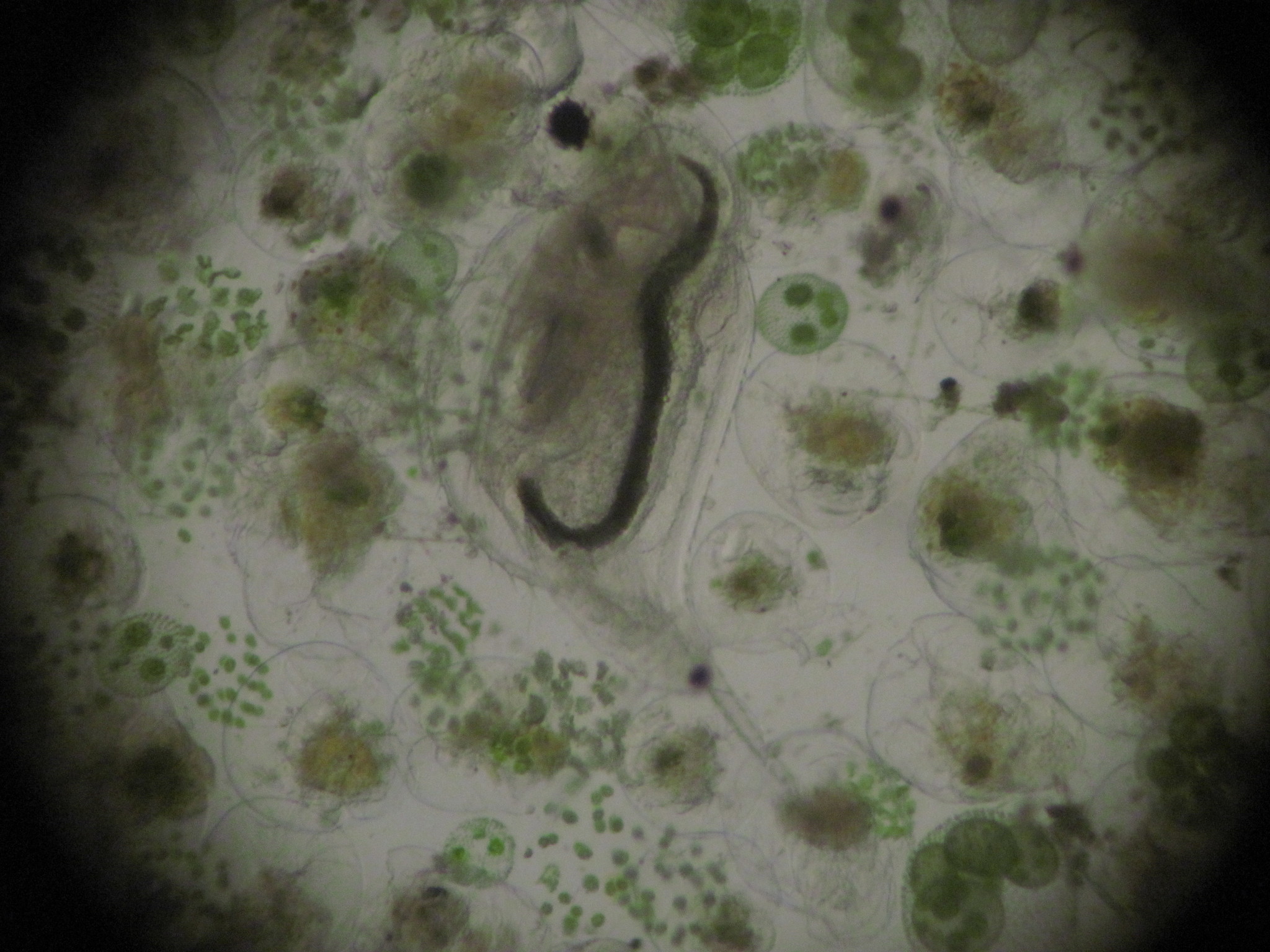 Daphnia lumholtzi