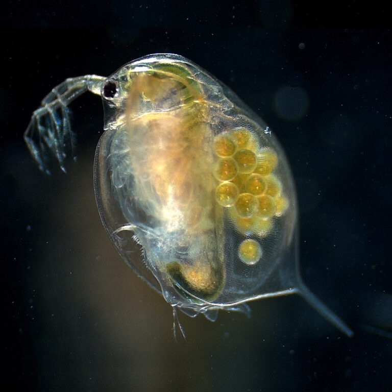 Daphnia magna