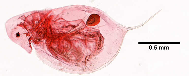 Daphnia mendotae