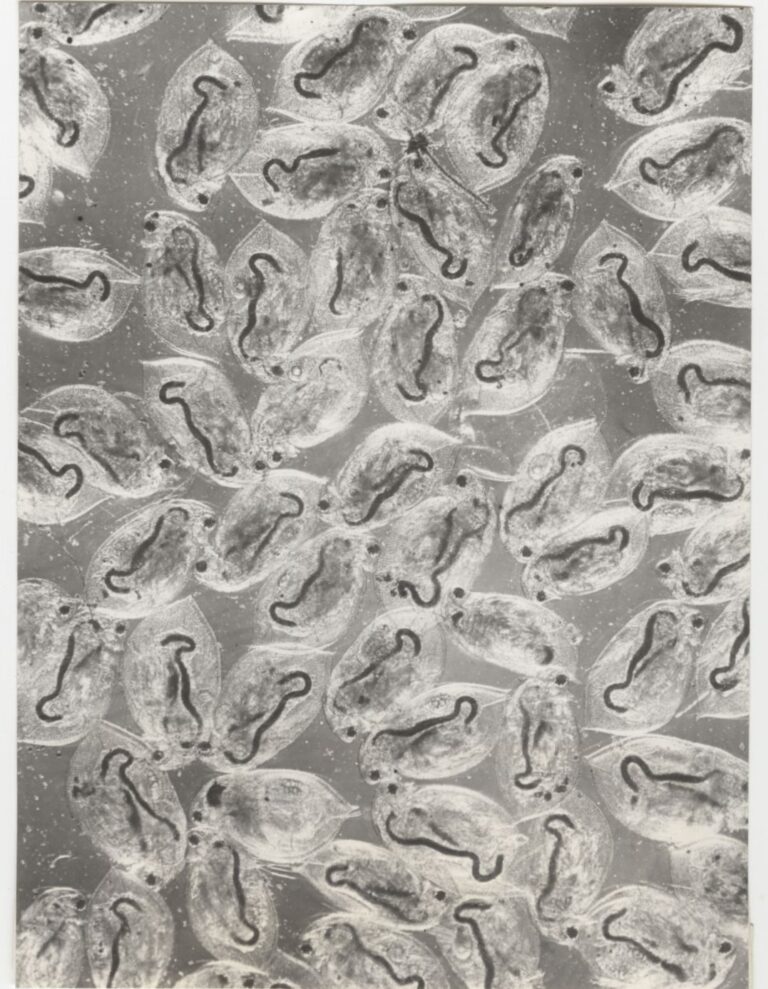 Daphnia obtusa Daphnia obtusa