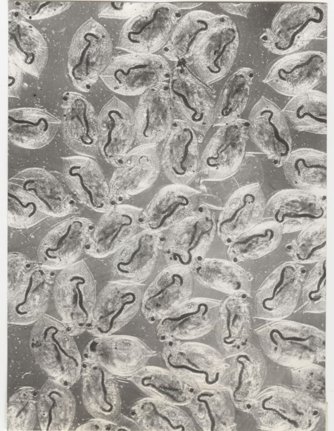 Daphnia obtusa