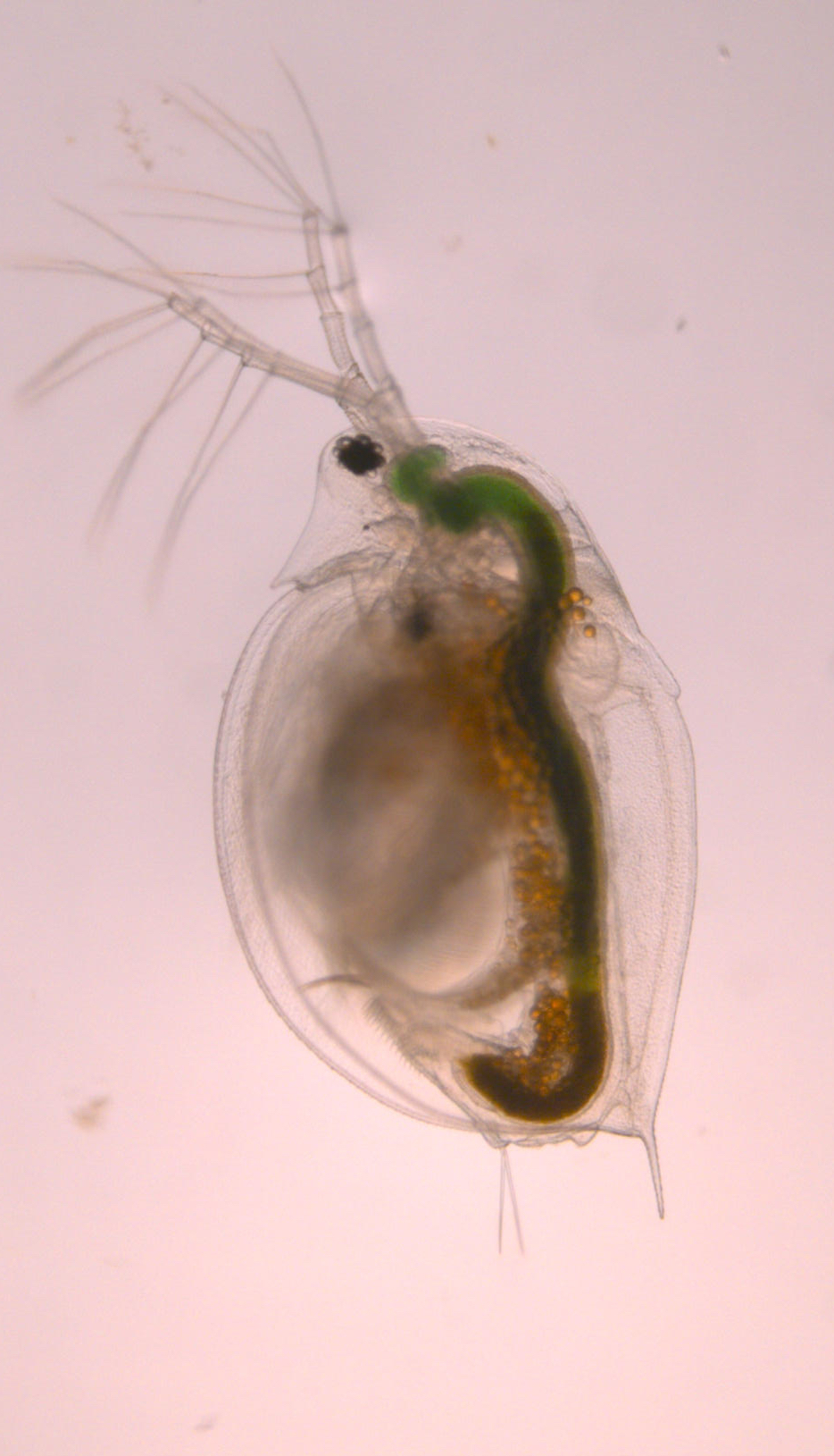 Daphnia pulicaria