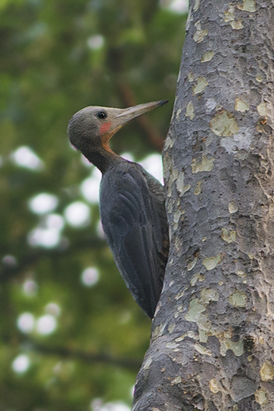 datel břidlicový (Mulleripicus pulverulentus)