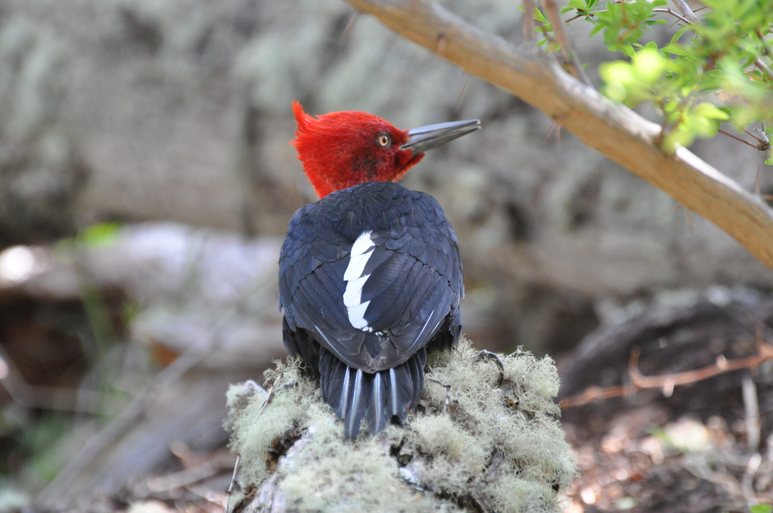 Datel magellanský (Campephilus magellanicus)