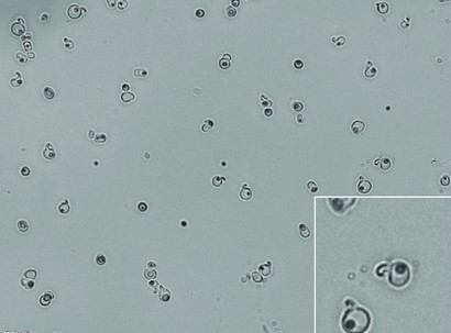 Debaryomyces hansenii