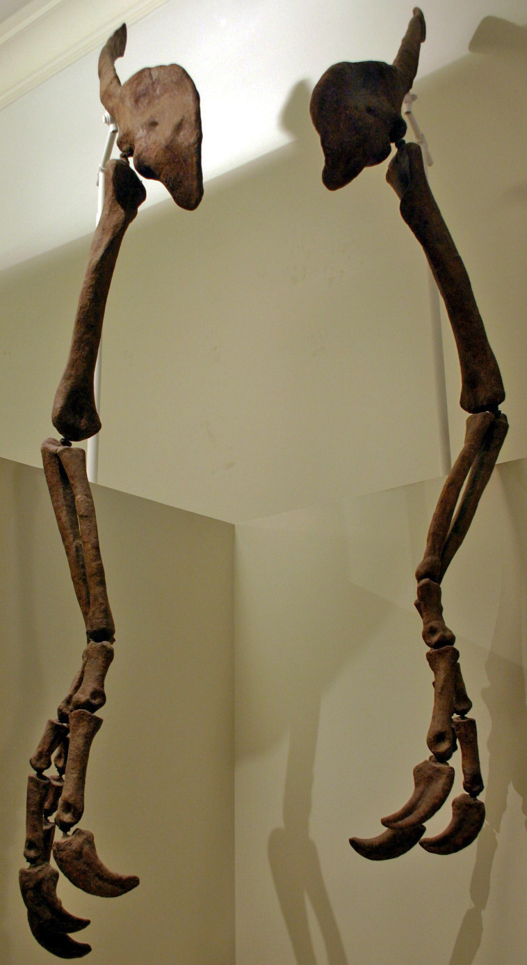 Deinocheirus