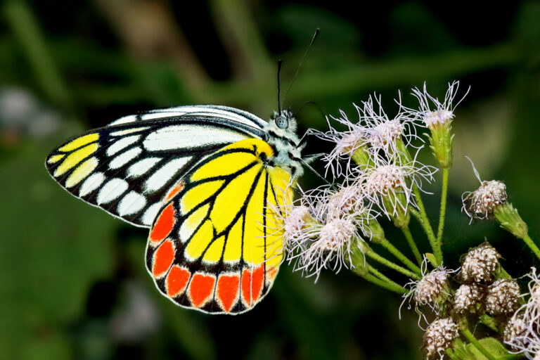Delias eucharis (Delias eucharis)